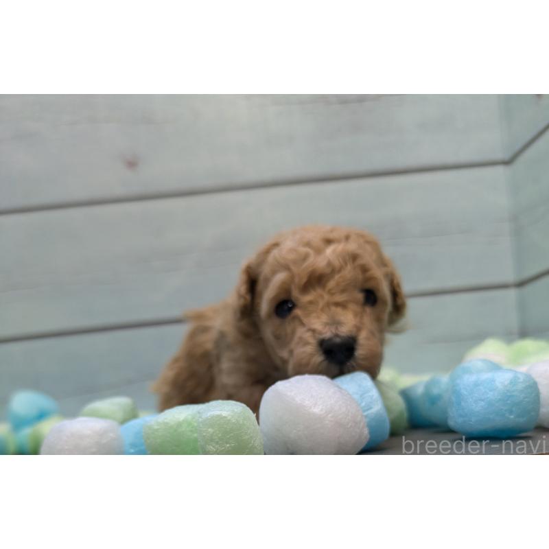 販売中の茨城県のティーカッププードル-438698の4枚目