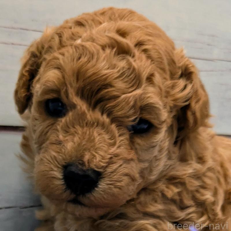 販売中の茨城県のティーカッププードル-438700の1枚目