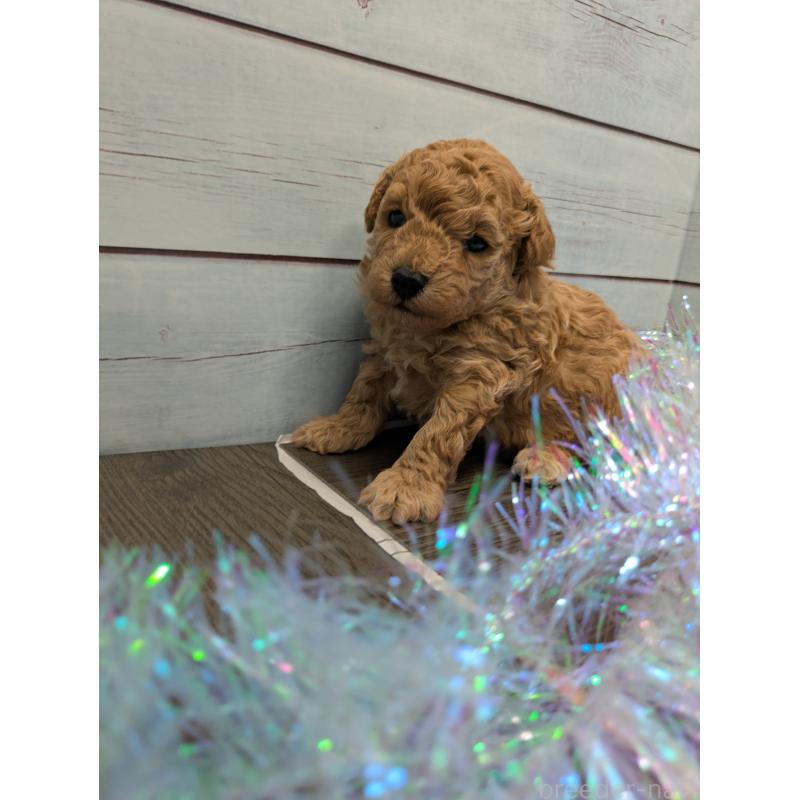 販売中の茨城県のティーカッププードル-438700の5枚目