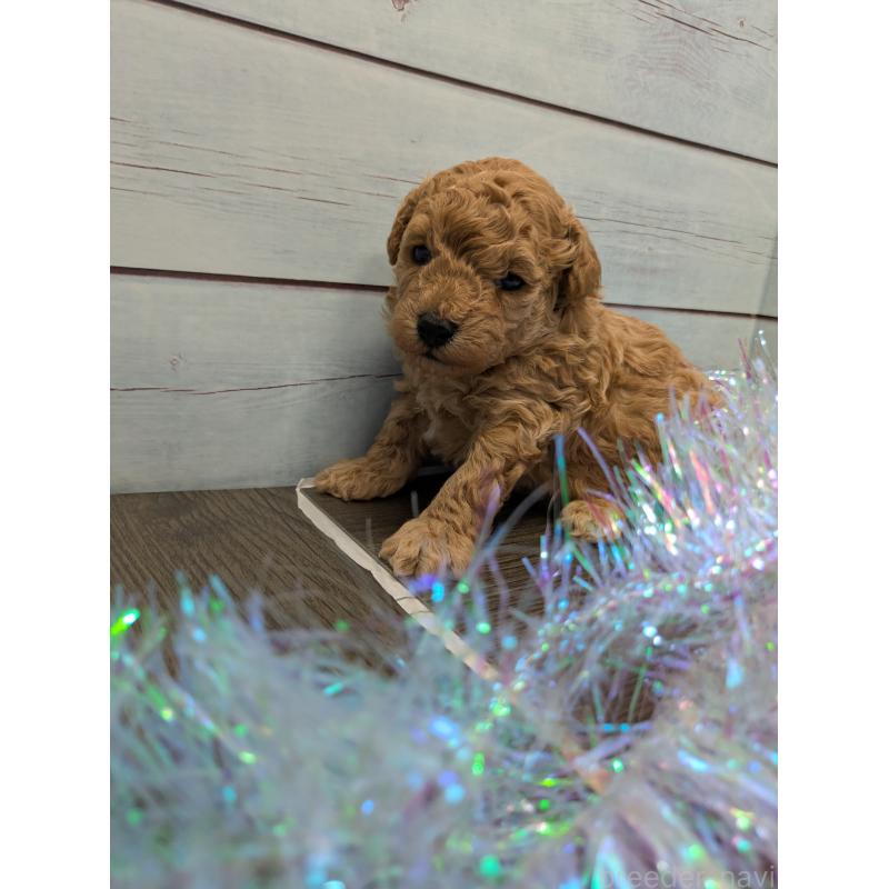 販売中の茨城県のティーカッププードル-438700の4枚目