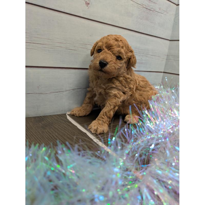 販売中の茨城県のティーカッププードル-438700の3枚目