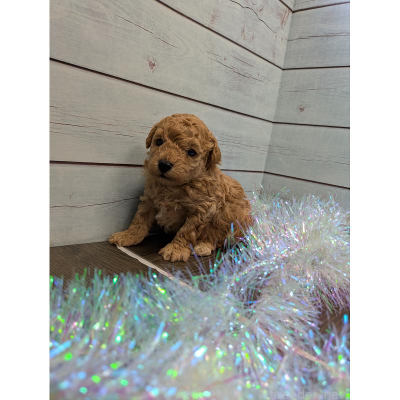 販売中の茨城県のティーカッププードル-438700の2枚目