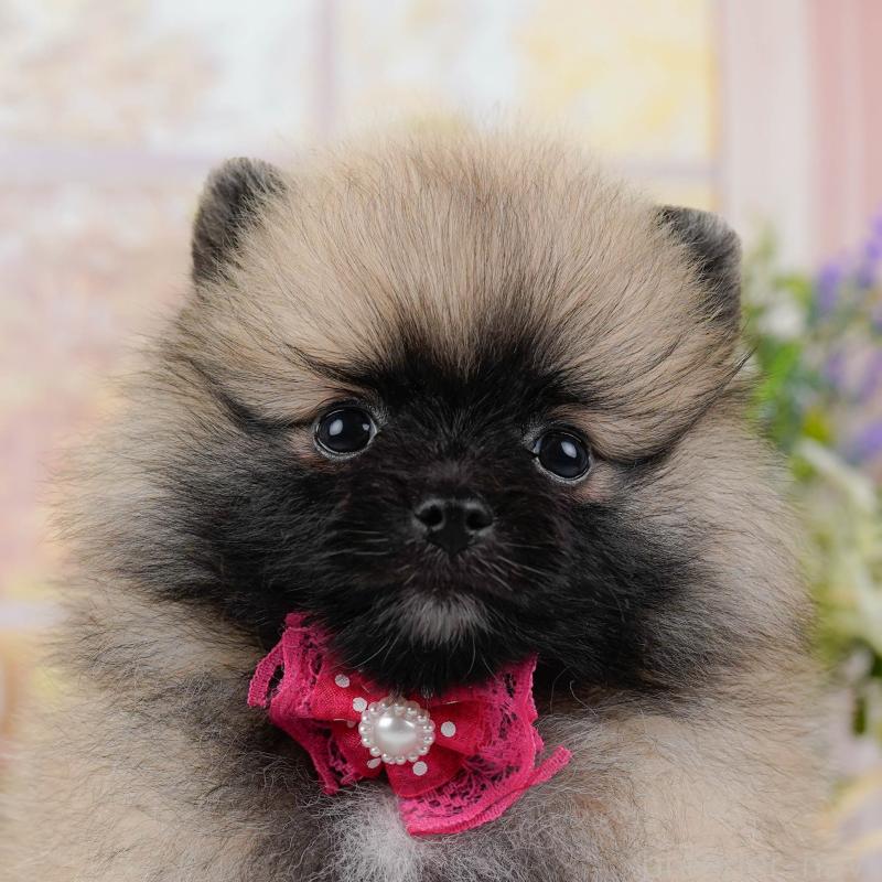 販売中ののポメラニアン-438703