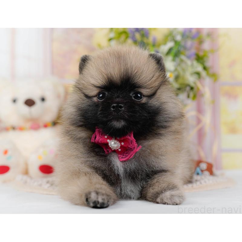 販売中の神奈川県のポメラニアン-438703の15枚目