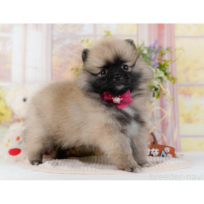 販売中の神奈川県のポメラニアン-438703の14枚目