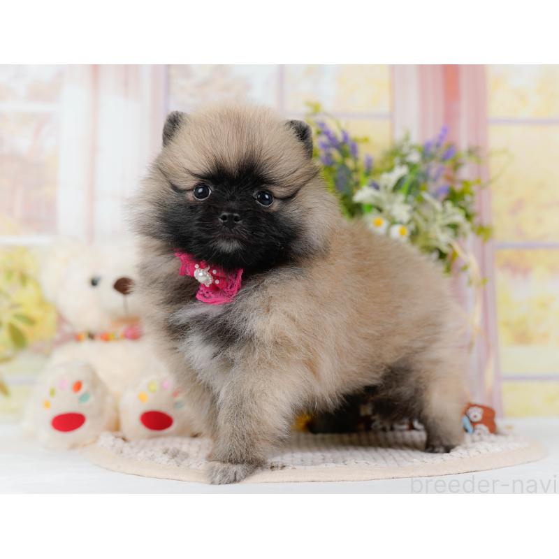 販売中の神奈川県のポメラニアン-438703の13枚目