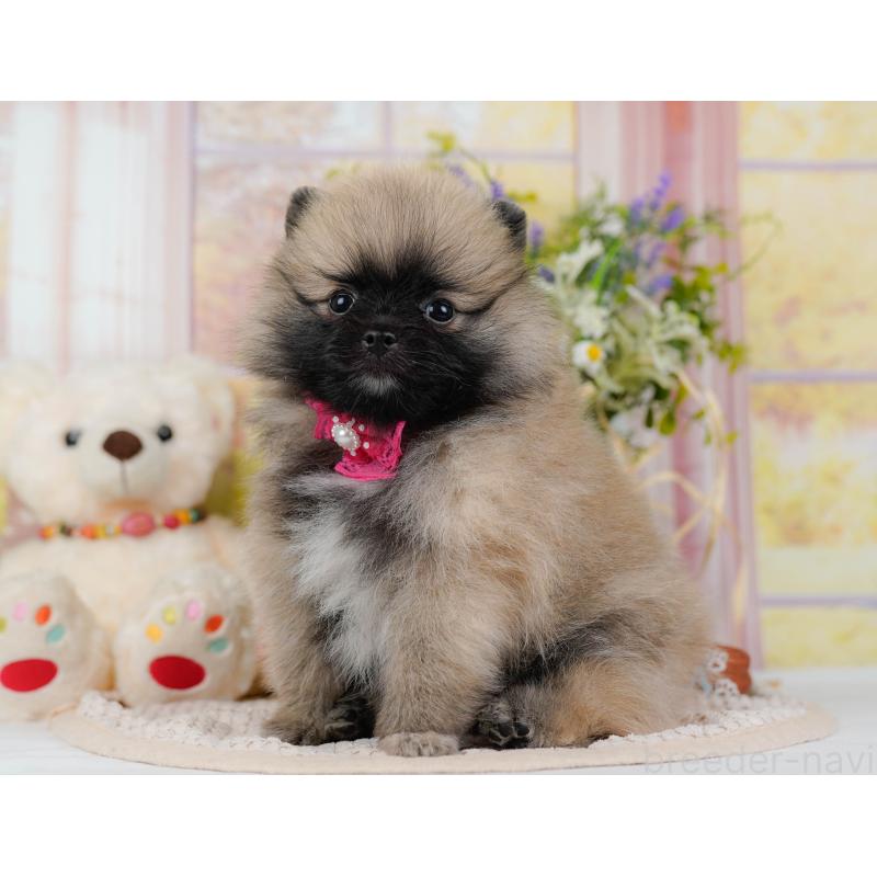 販売中の神奈川県のポメラニアン-438703の12枚目