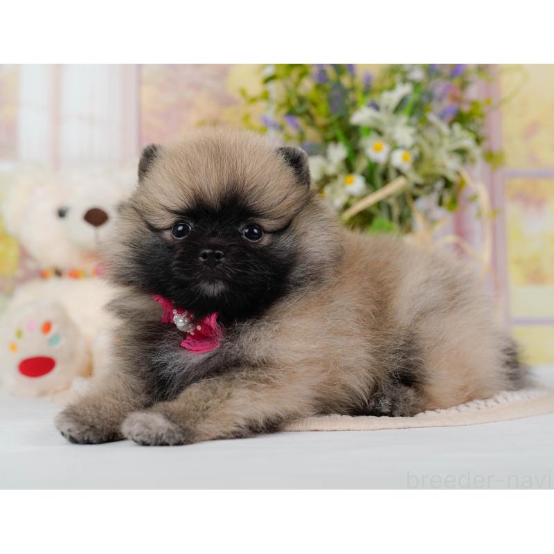 販売中の神奈川県のポメラニアン-438703の11枚目