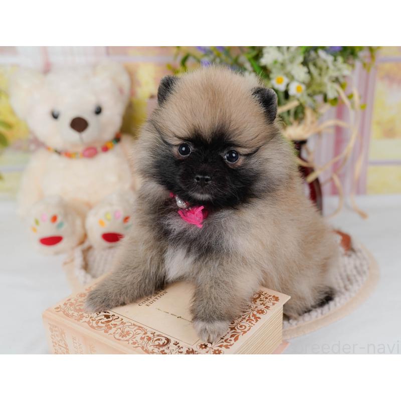 販売中の神奈川県のポメラニアン-438703の10枚目