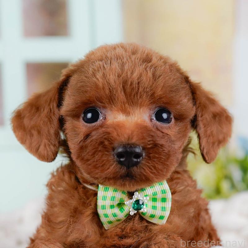 販売中ののトイプードル-438704