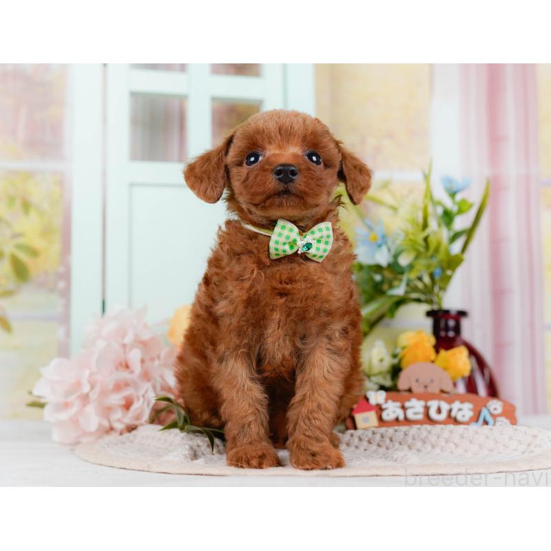 販売中の神奈川県のトイプードル-438704の15枚目