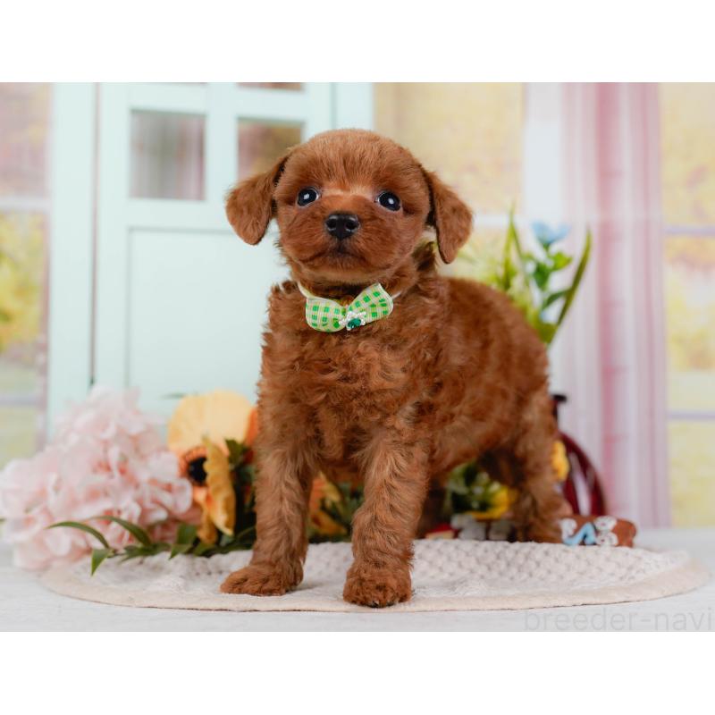 販売中の神奈川県のトイプードル-438704の13枚目