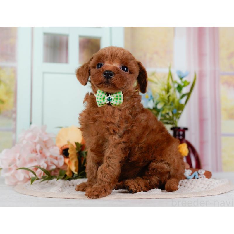 販売中の神奈川県のトイプードル-438704の12枚目