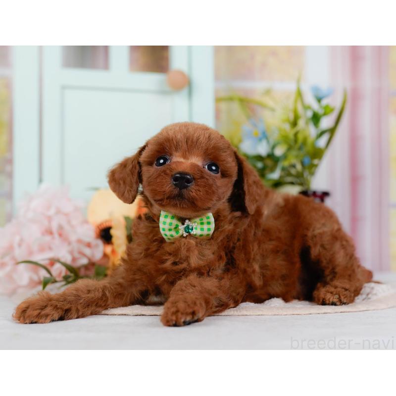 販売中の神奈川県のトイプードル-438704の11枚目