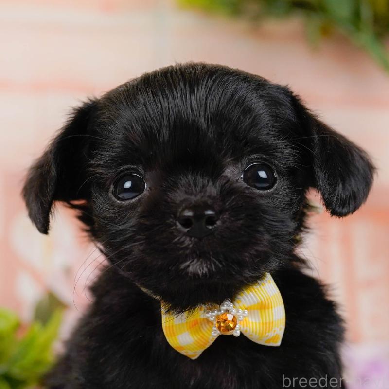 販売中ののチワプー:チワワ×トイプードル-438705