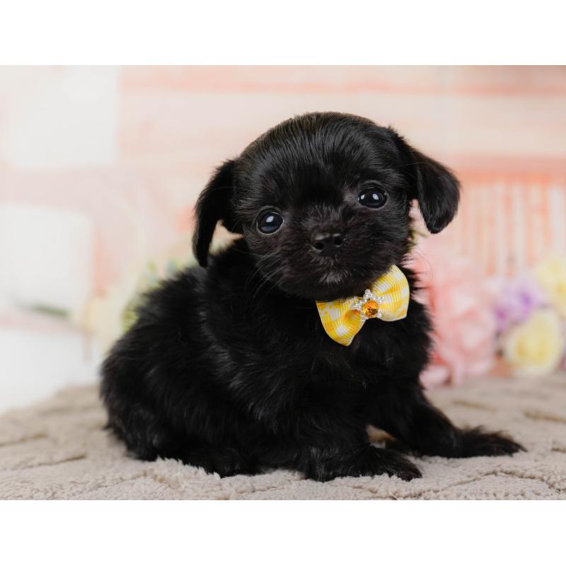 販売中の神奈川県のチワプー:チワワ×トイプードル-438705の15枚目