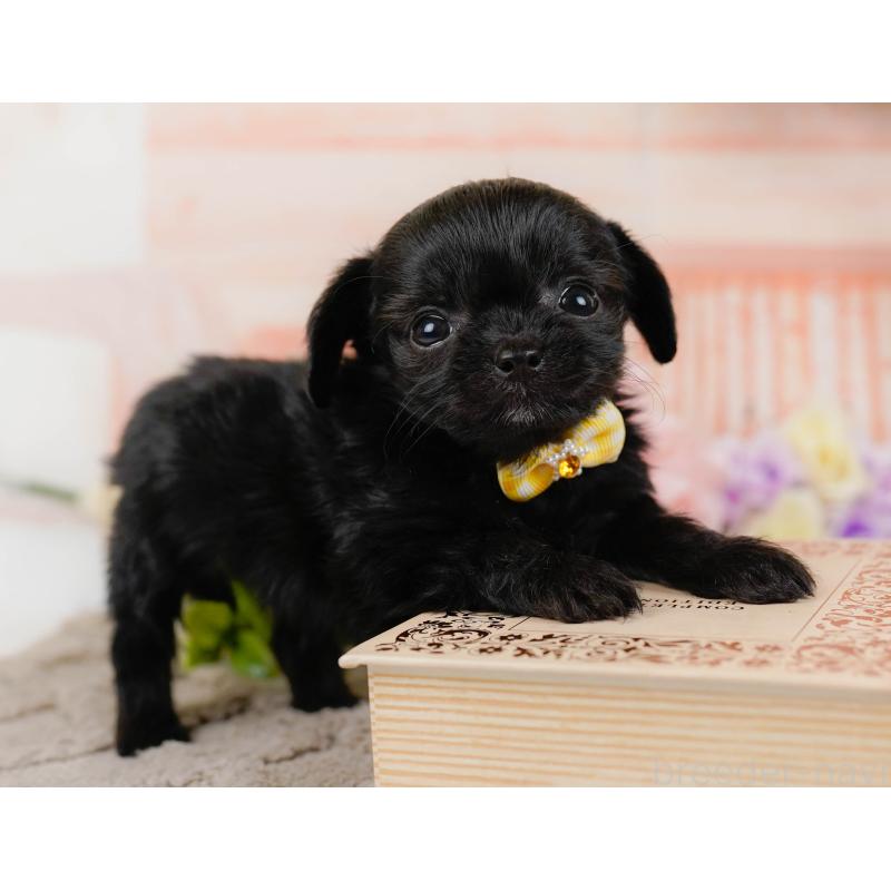 販売中の神奈川県のチワプー:チワワ×トイプードル-438705の11枚目