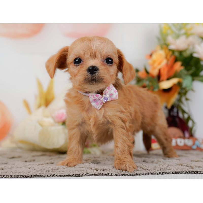 販売中の神奈川県のチワプー:チワワ×トイプードル-438706の13枚目