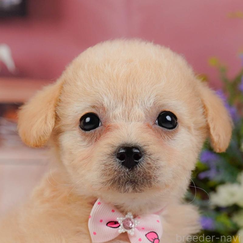 販売中ののチワプー:チワワ×トイプードル-438708