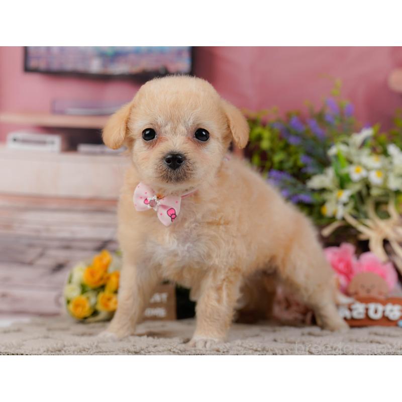 販売中の神奈川県のチワプー:チワワ×トイプードル-438708の12枚目