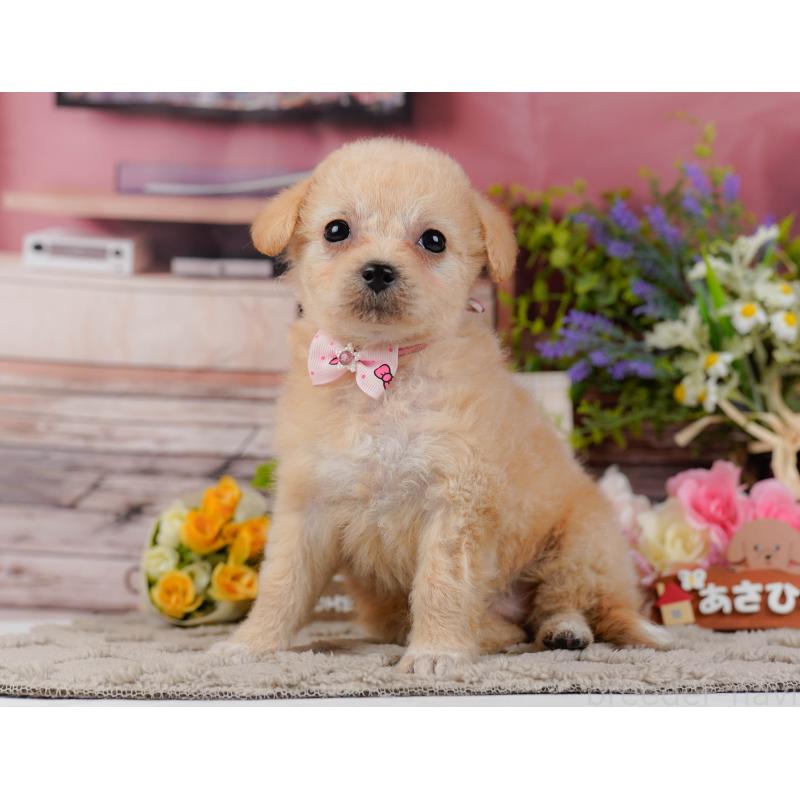 販売中の神奈川県のチワプー:チワワ×トイプードル-438708の11枚目