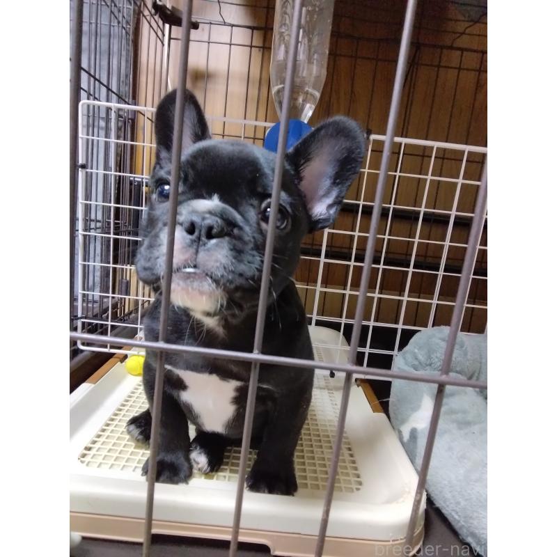 販売中の群馬県のフレンチブルドッグ-427636の2枚目