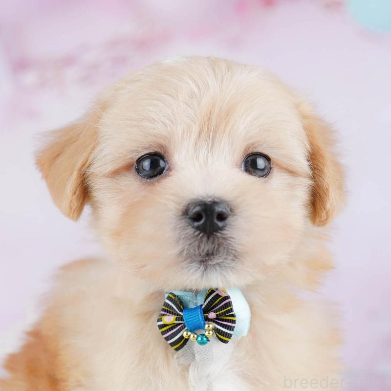 販売中の神奈川県のマルプー:マルチーズ×トイプードル-438709の1枚目