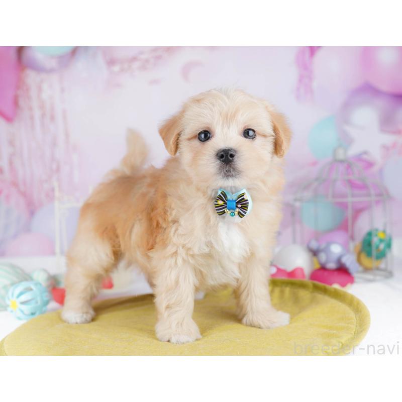 販売中の神奈川県のマルプー:マルチーズ×トイプードル-438709の14枚目