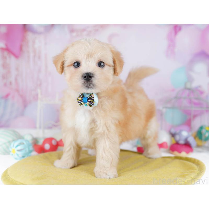 販売中の神奈川県のマルプー:マルチーズ×トイプードル-438709の13枚目