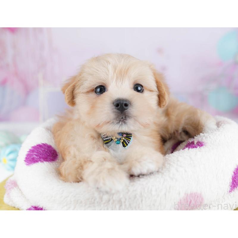 販売中の神奈川県のマルプー:マルチーズ×トイプードル-438709の11枚目