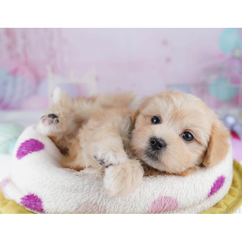 販売中の神奈川県のマルプー:マルチーズ×トイプードル-438709の10枚目