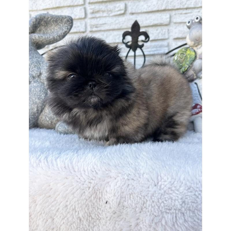 成約済の岡山県のペキニーズ-434103の12枚目