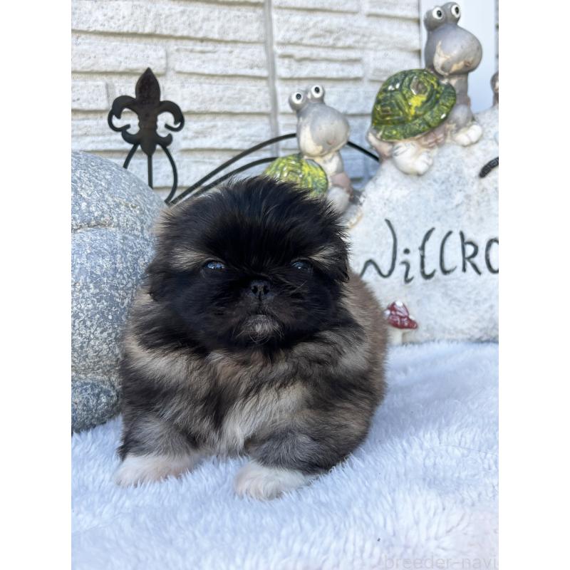 成約済の岡山県のペキニーズ-434103の9枚目