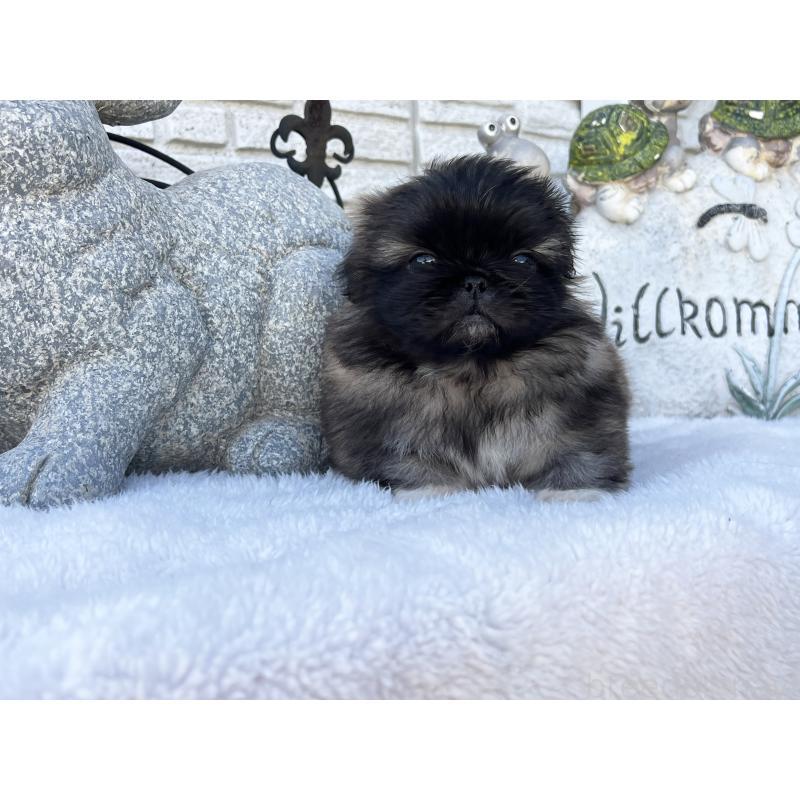 成約済の岡山県のペキニーズ-434103の8枚目