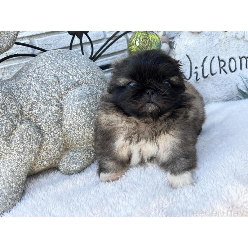 成約済の岡山県のペキニーズ-434103の7枚目