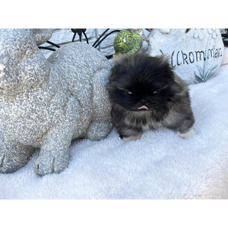 成約済の岡山県のペキニーズ-434103の6枚目