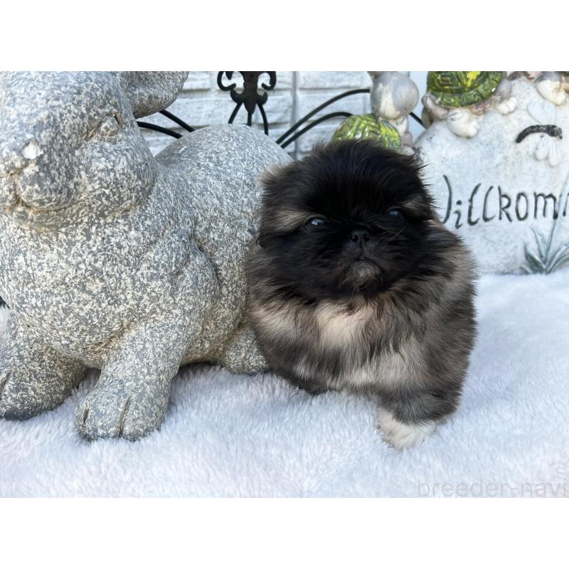 成約済の岡山県のペキニーズ-434103の5枚目