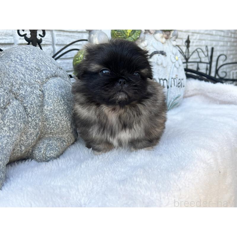 成約済の岡山県のペキニーズ-434103の4枚目