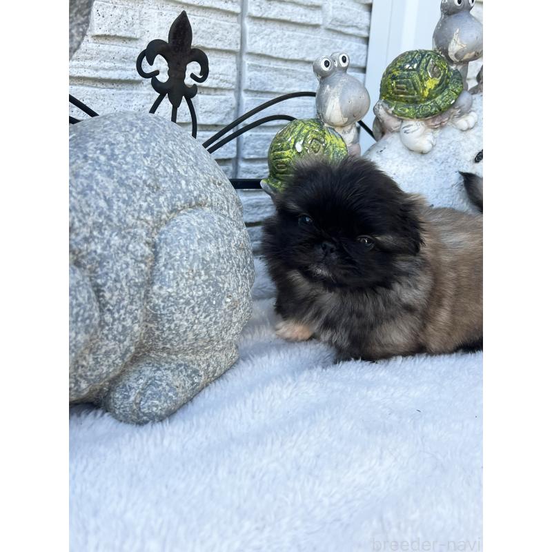 成約済の岡山県のペキニーズ-434103の3枚目