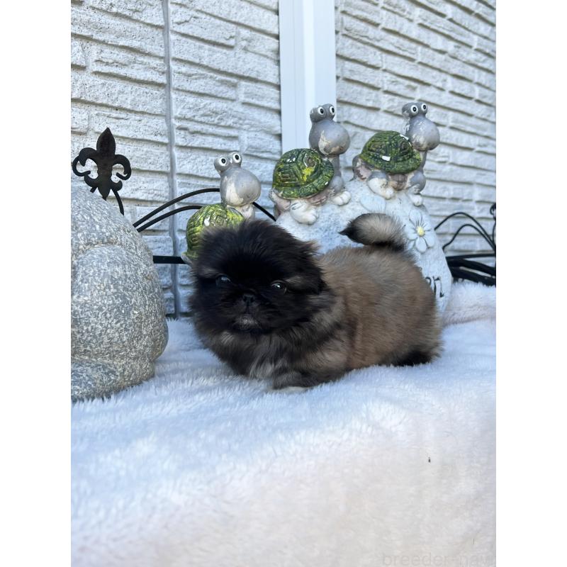 成約済の岡山県のペキニーズ-434103の2枚目