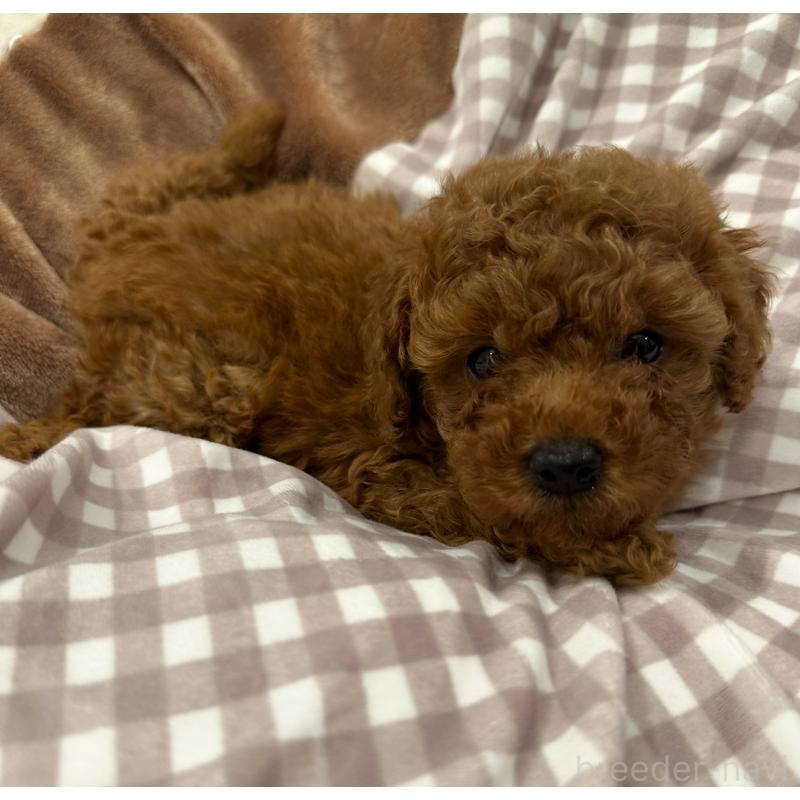 販売中の三重県のトイプードル-438826の3枚目