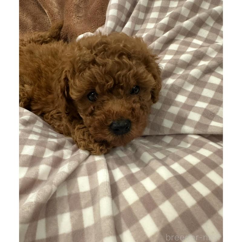 販売中の三重県のトイプードル-438826の2枚目