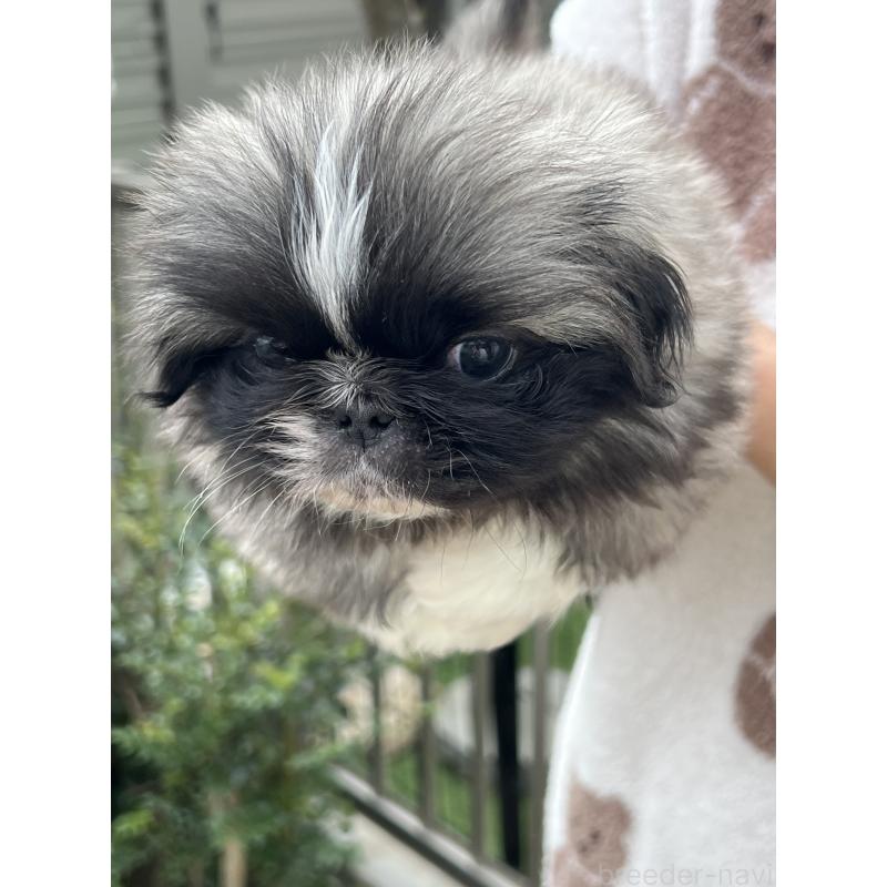 販売中の岡山県のペキニーズ-434105の8枚目