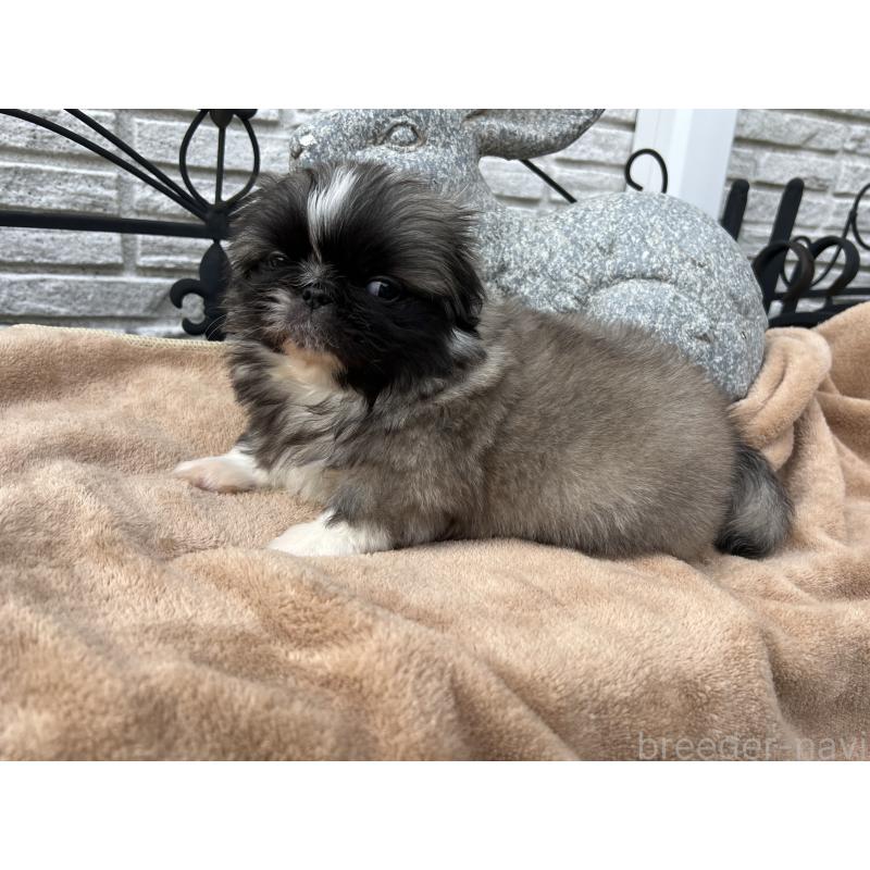 販売中の岡山県のペキニーズ-434105の7枚目