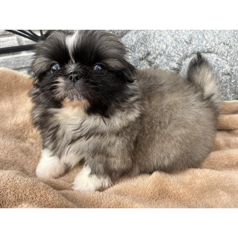 販売中の岡山県のペキニーズ-434105の6枚目