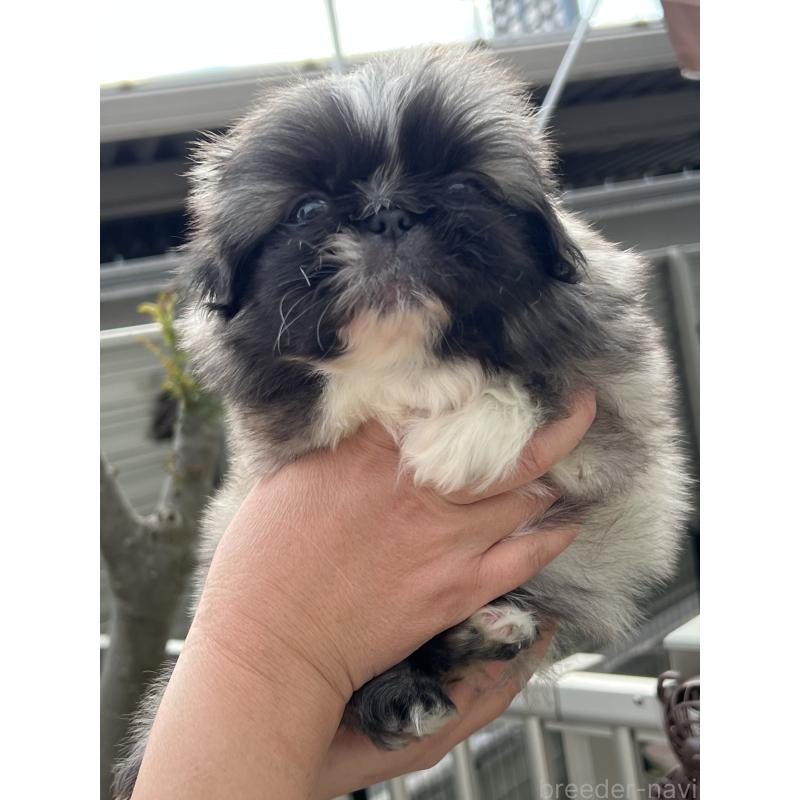 販売中の岡山県のペキニーズ-434105の5枚目