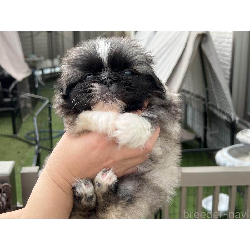 販売中の岡山県のペキニーズ-434105の4枚目