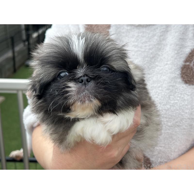 販売中の岡山県のペキニーズ-434105の3枚目