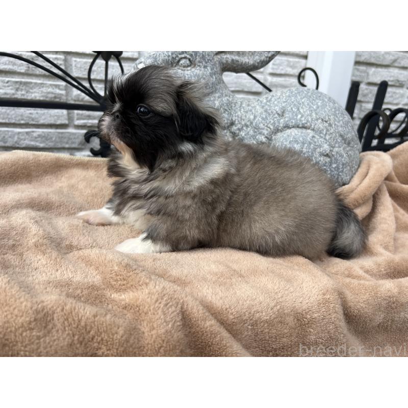 販売中の岡山県のペキニーズ-434105の2枚目