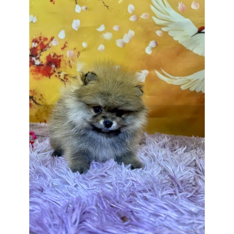 販売中の茨城県のポメラニアン-438828の3枚目